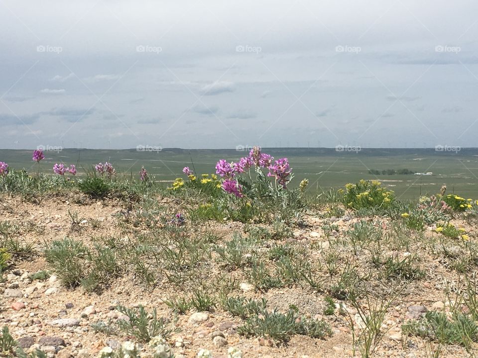 Wildflowers at the Pawnee National Grassland 