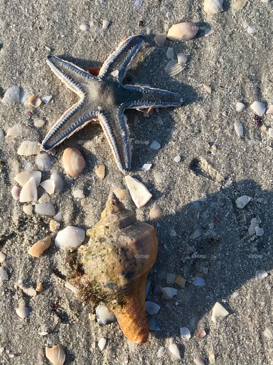 Starfish & sea shell ..