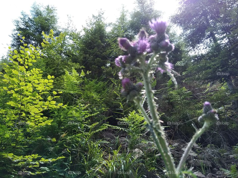 Bad Wildbad Schwarzwald