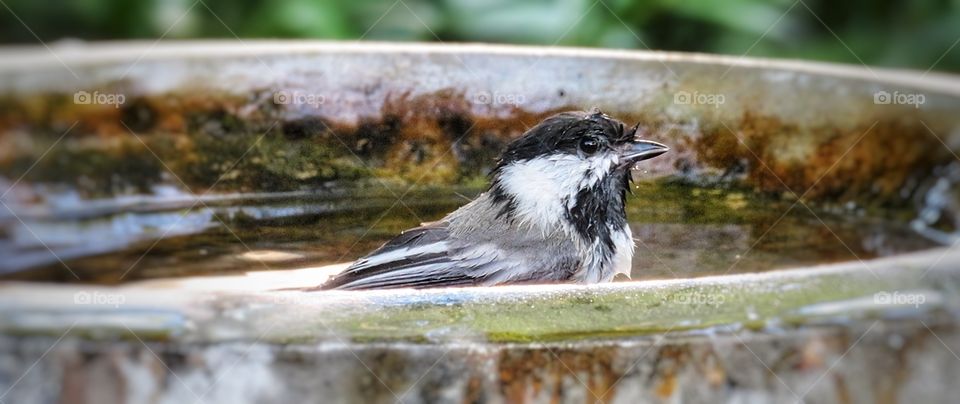 A very very wet chickadee!