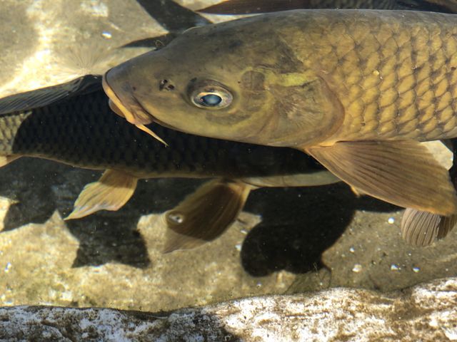 Fish in fresh water 