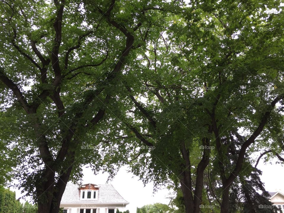 2nd of 2. Canopy of trees with hint of house. No filter light editing. 
