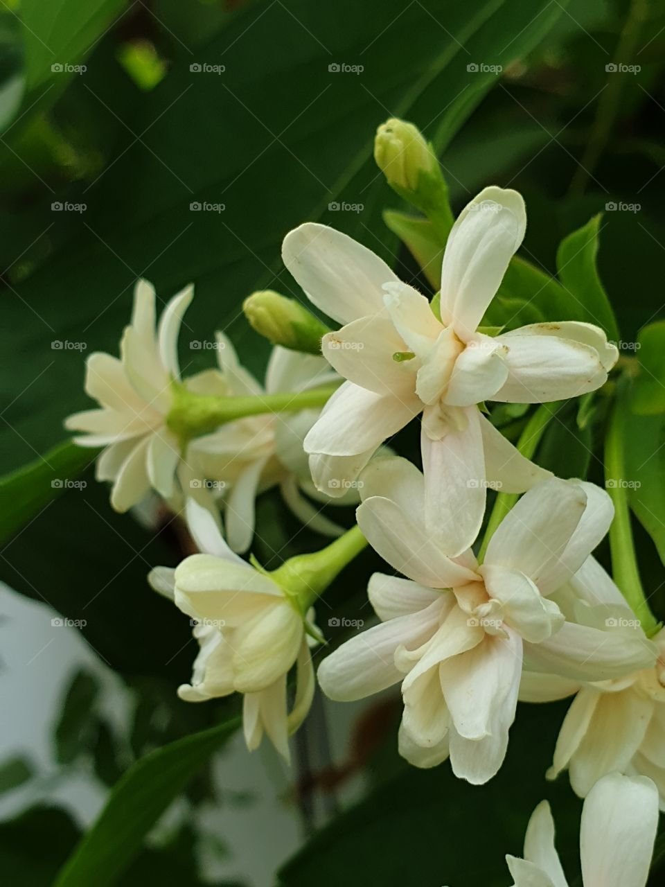 beautiful flowers in my garden