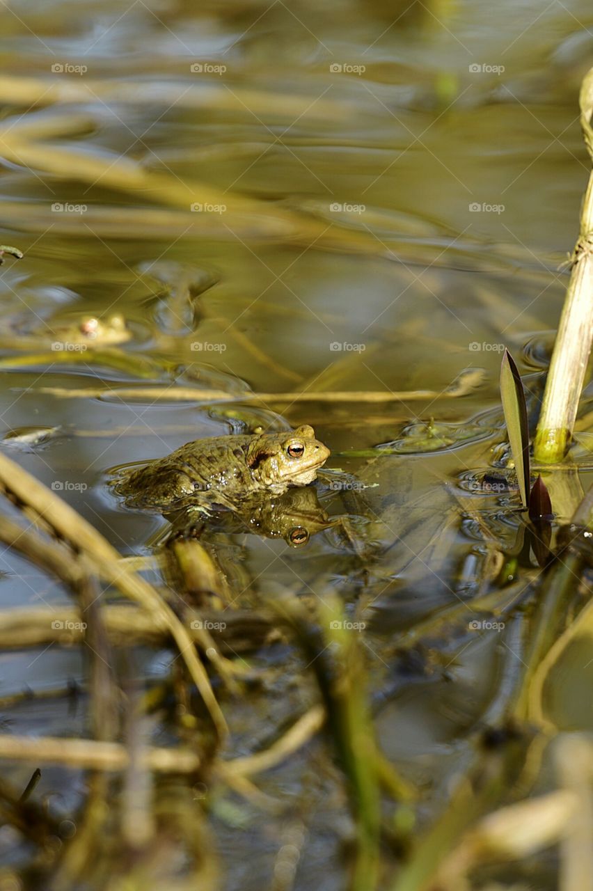 Springtime in the rushes