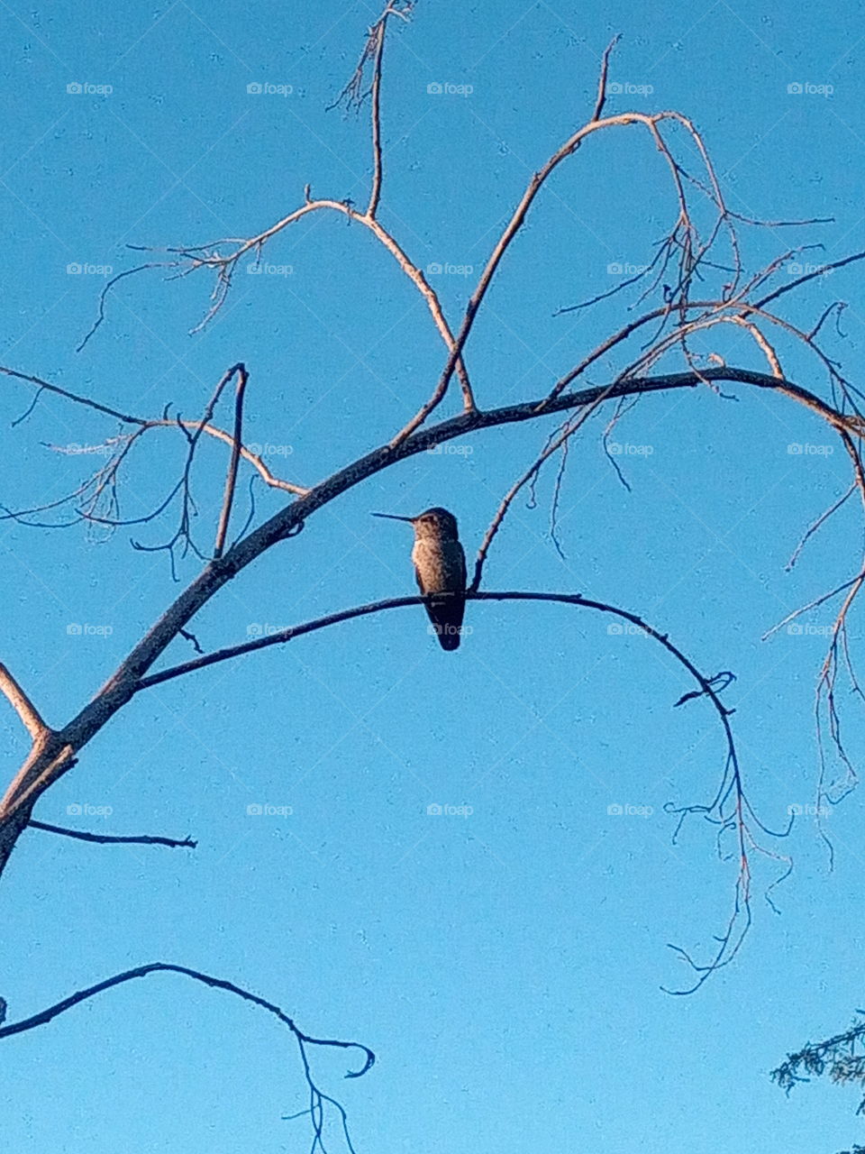humming bird, perched