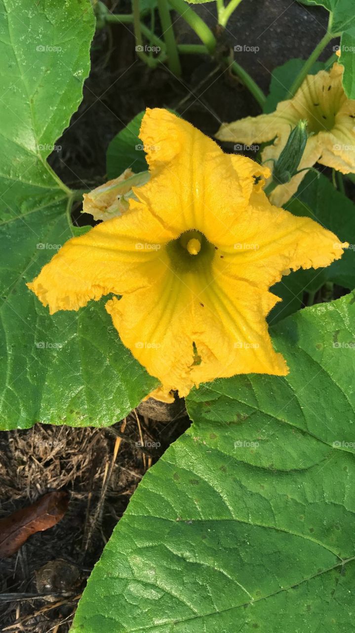 Pumpkin bloom 