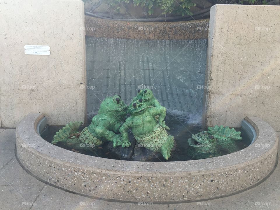 Frog pond