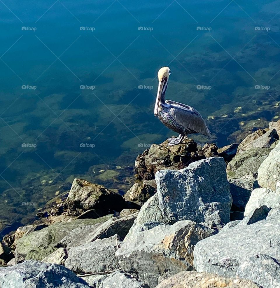 Wildlife mission - a large, brown pelican stands on the rocks by the water looking for its next meal. San Diego, CA 