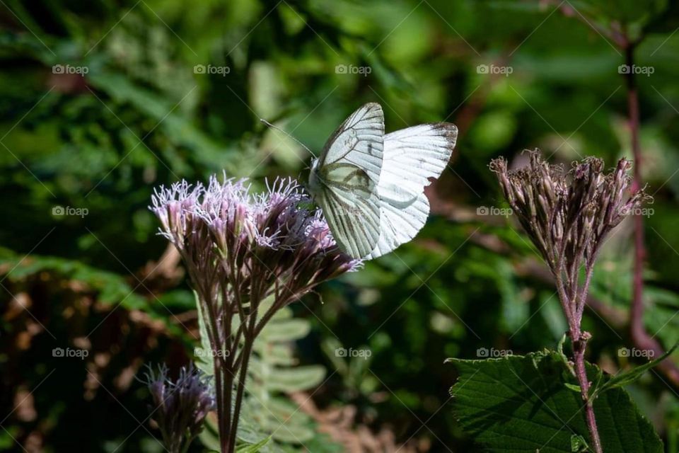 Close up on a turnip pierid white butterfly placed on an eupatorium plant in Gouézec