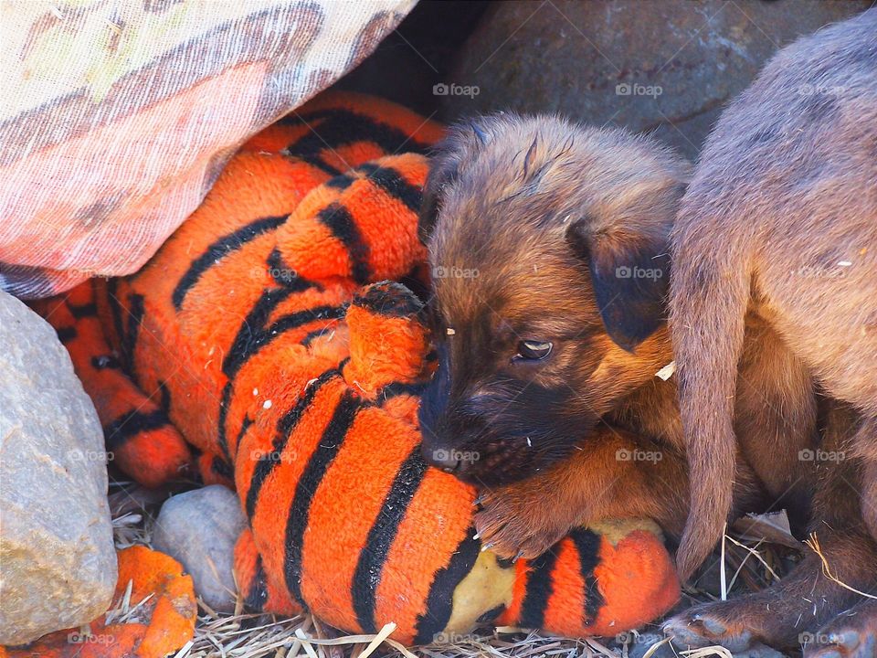 Tiger and Pup. This adorable puppy loved playing with his stuffed tiger.