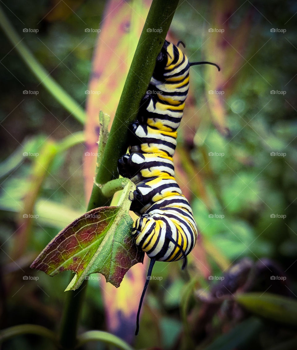 monarch capterpillar on milkweed