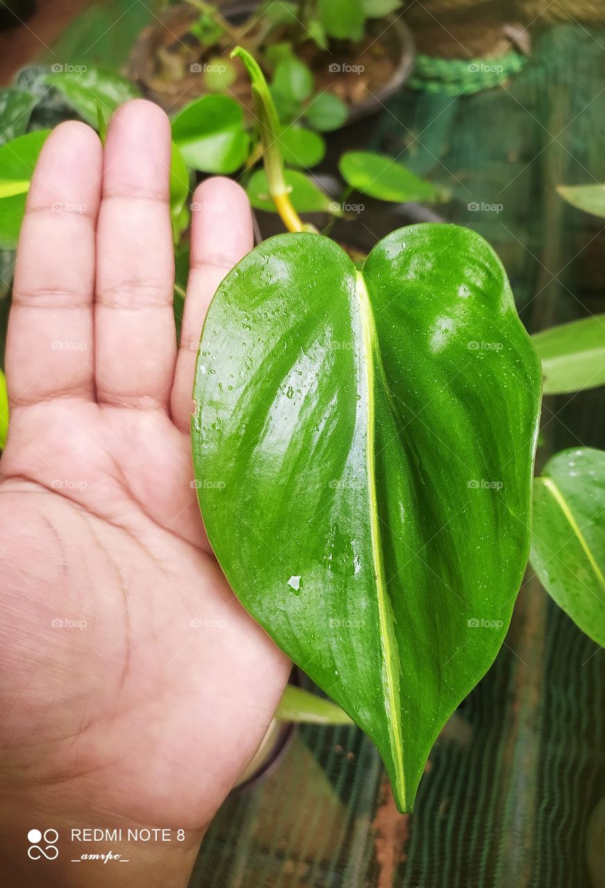 That proud and emotional moment when your plant outgrows the size of your palm... Philodendron Brasil leaf foliage ☺️💚