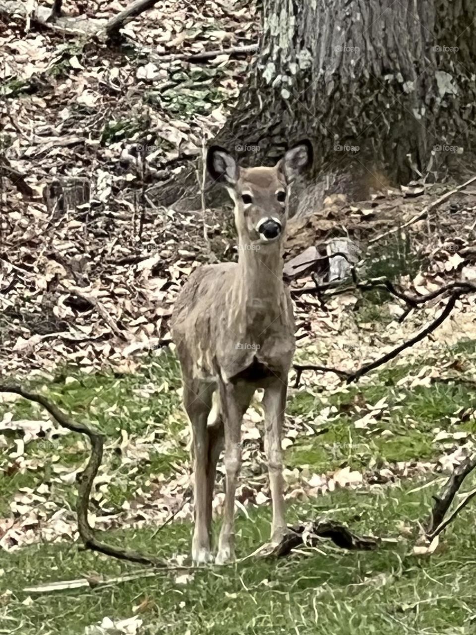 Adolescent deer 