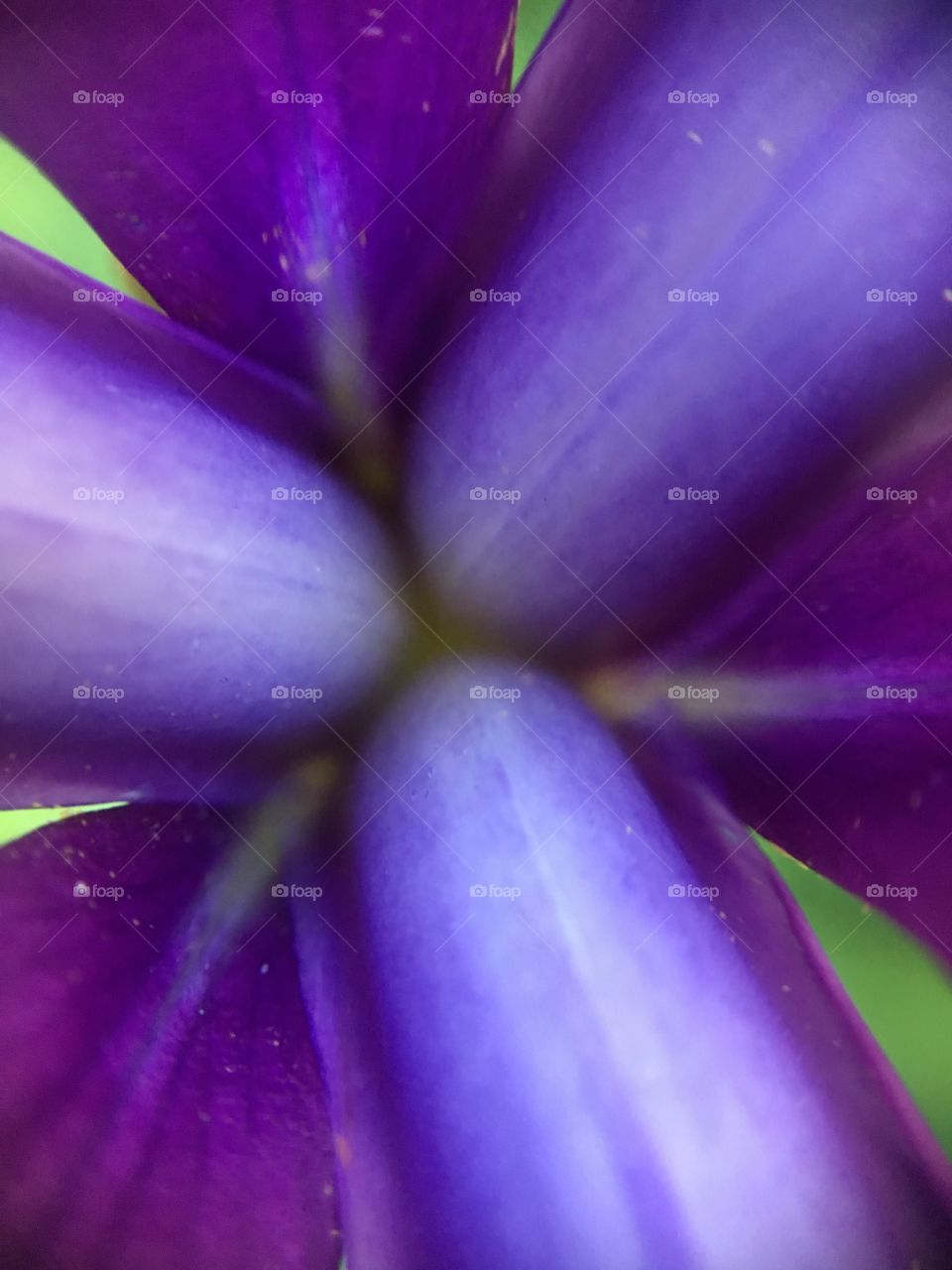 Iris closeup symmetry