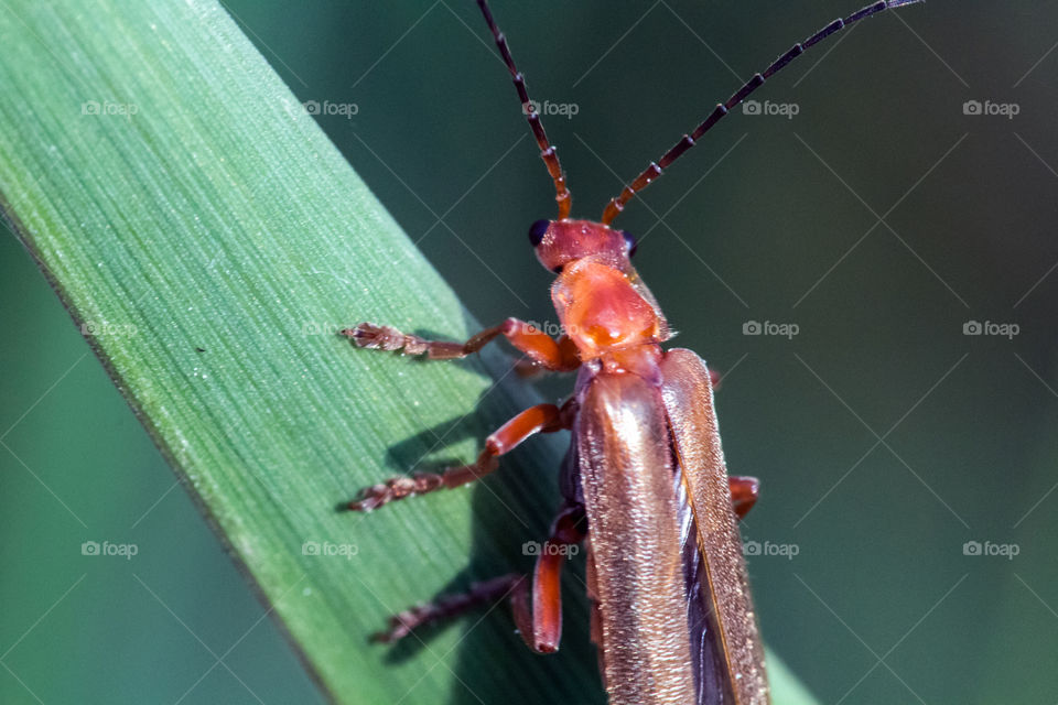 Orange red beetle on the grass.