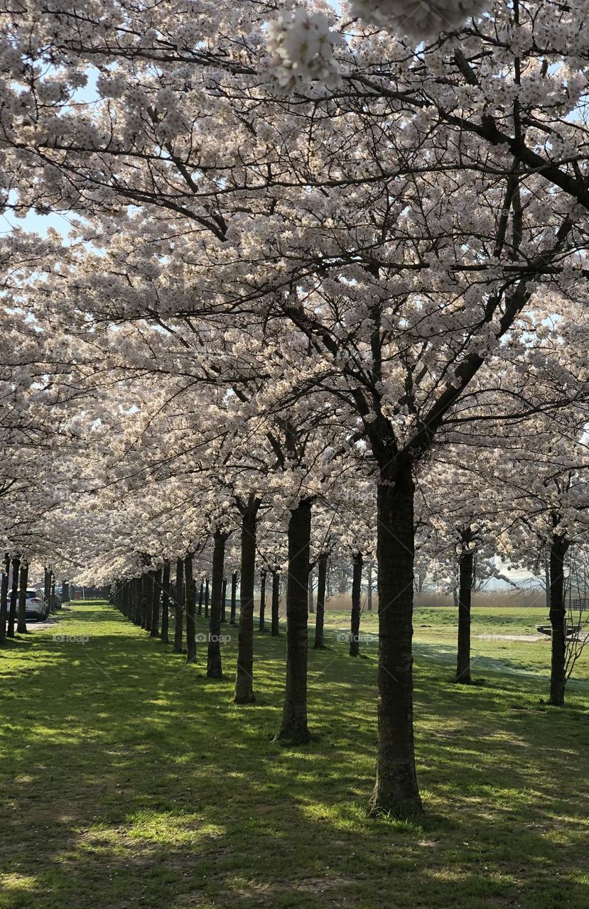 As we passed by these beautiful trees I had to stop and take a picture. Such an Amazing display of Spring. 