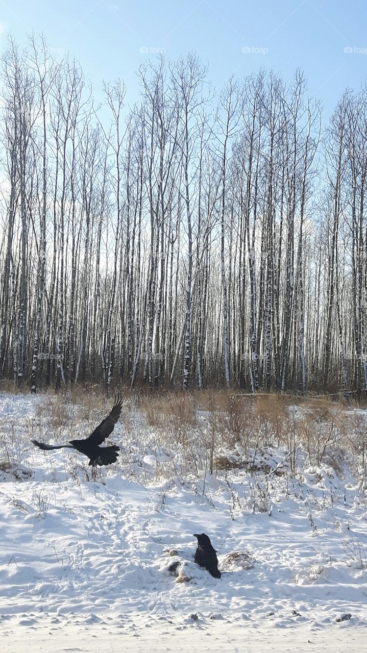 Raven and Winter In Alberta