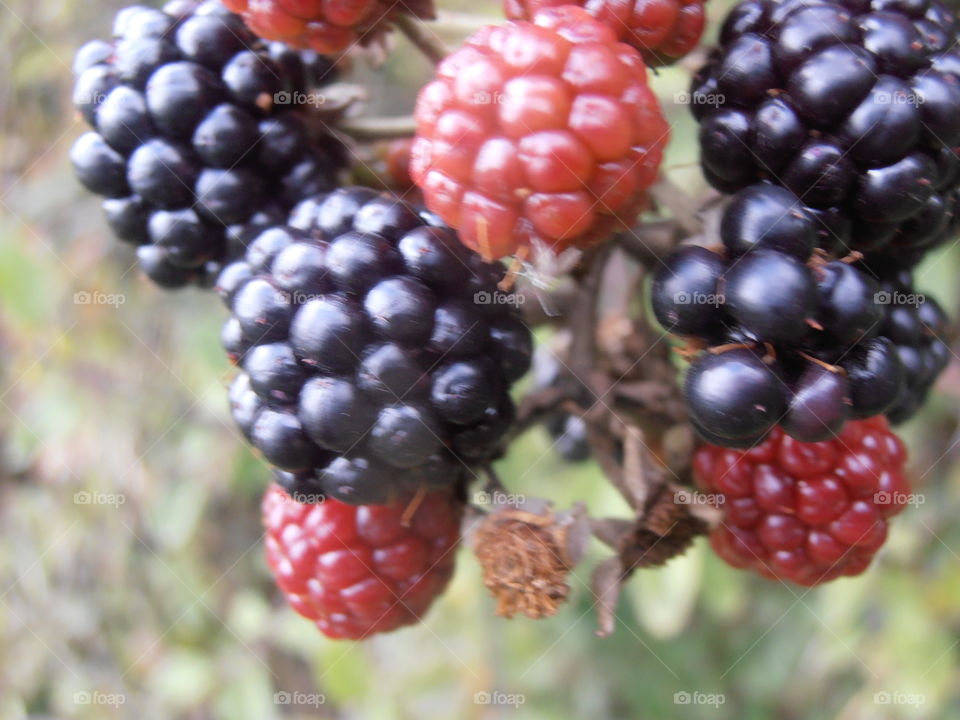 Blackberries Close Up