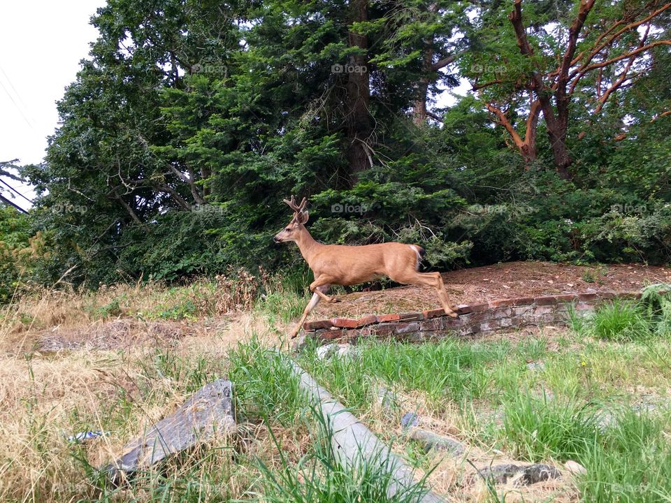 Deer running in forest