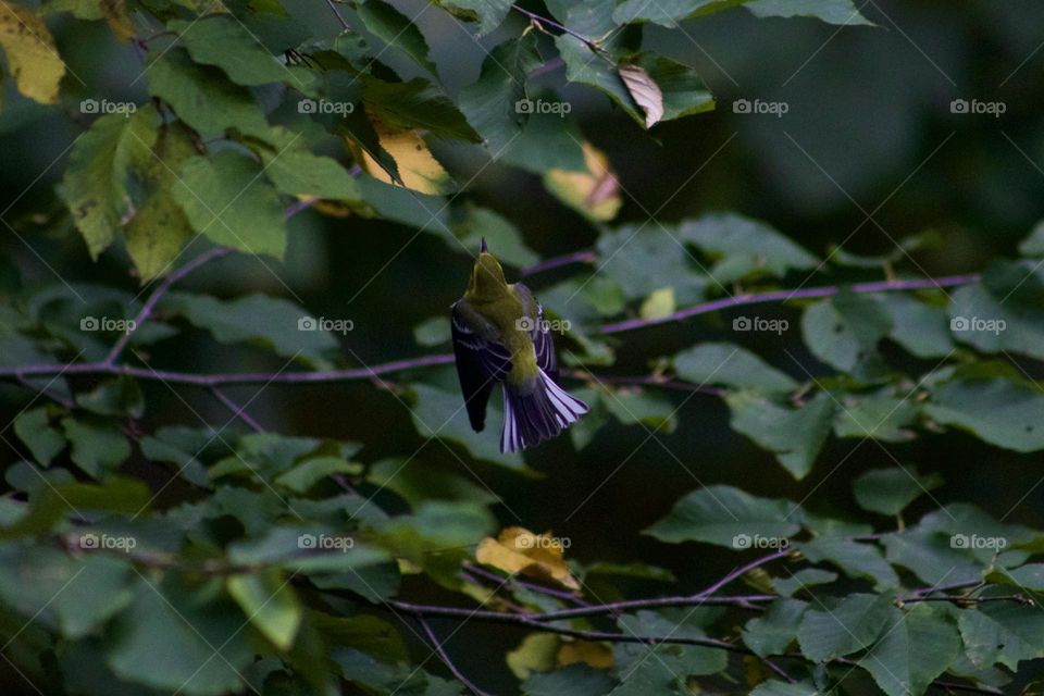 Yellow Warbler darting through the trees