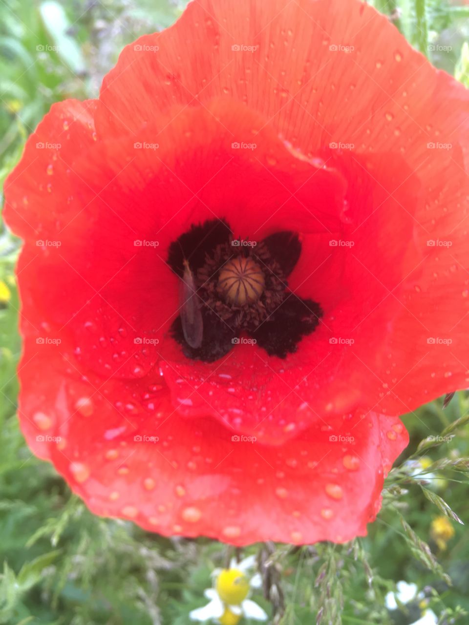 Single poppy close up with rain drops