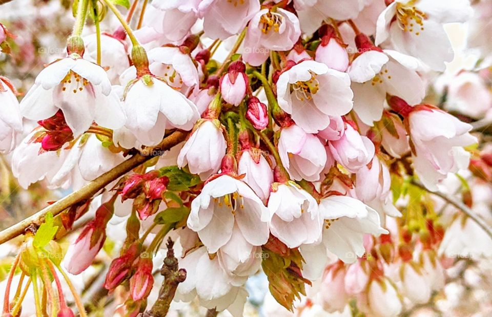 Pretty in pink cherry blossoms during springtime.