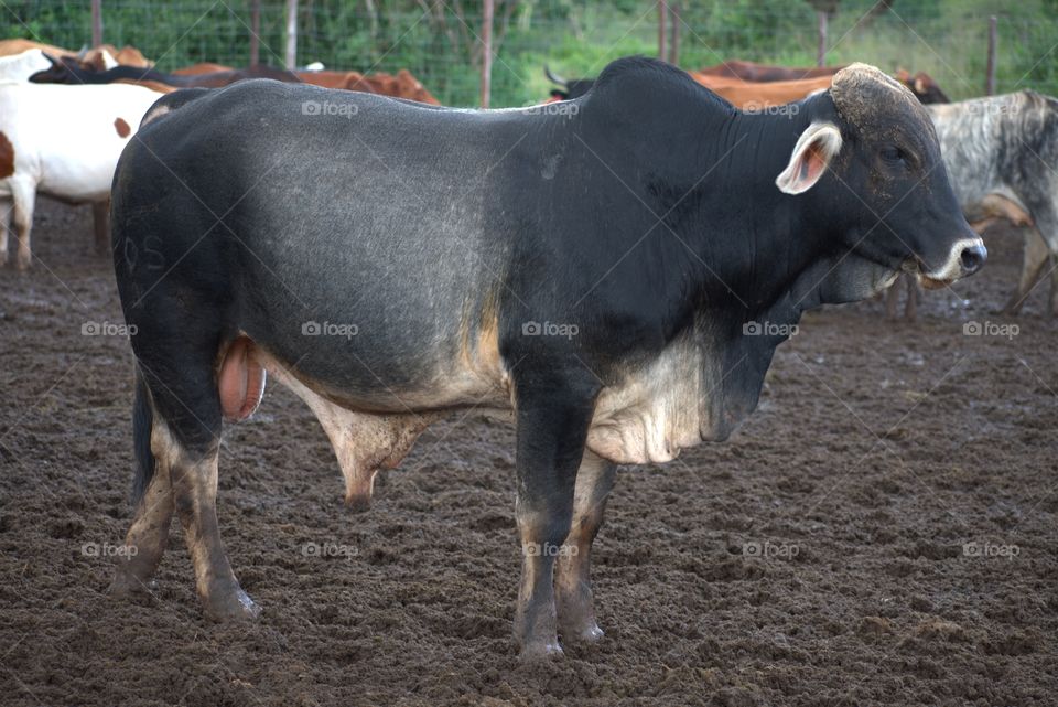 Agriculture: Cattle Farming