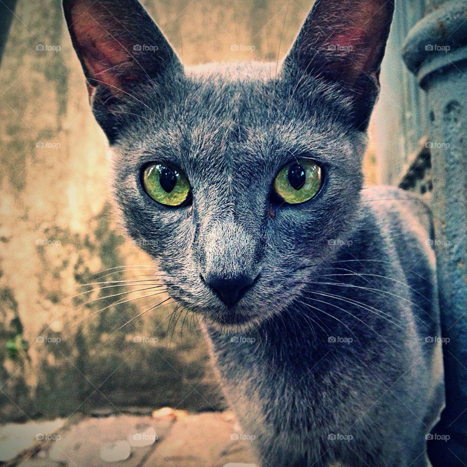 Big grey street cat 