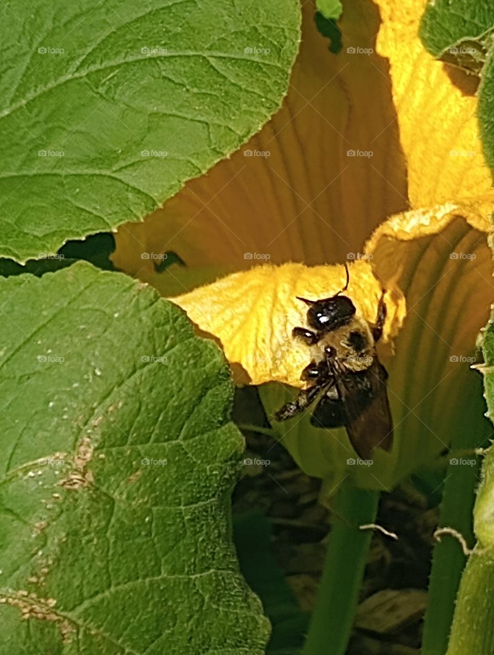 Busy little Bee