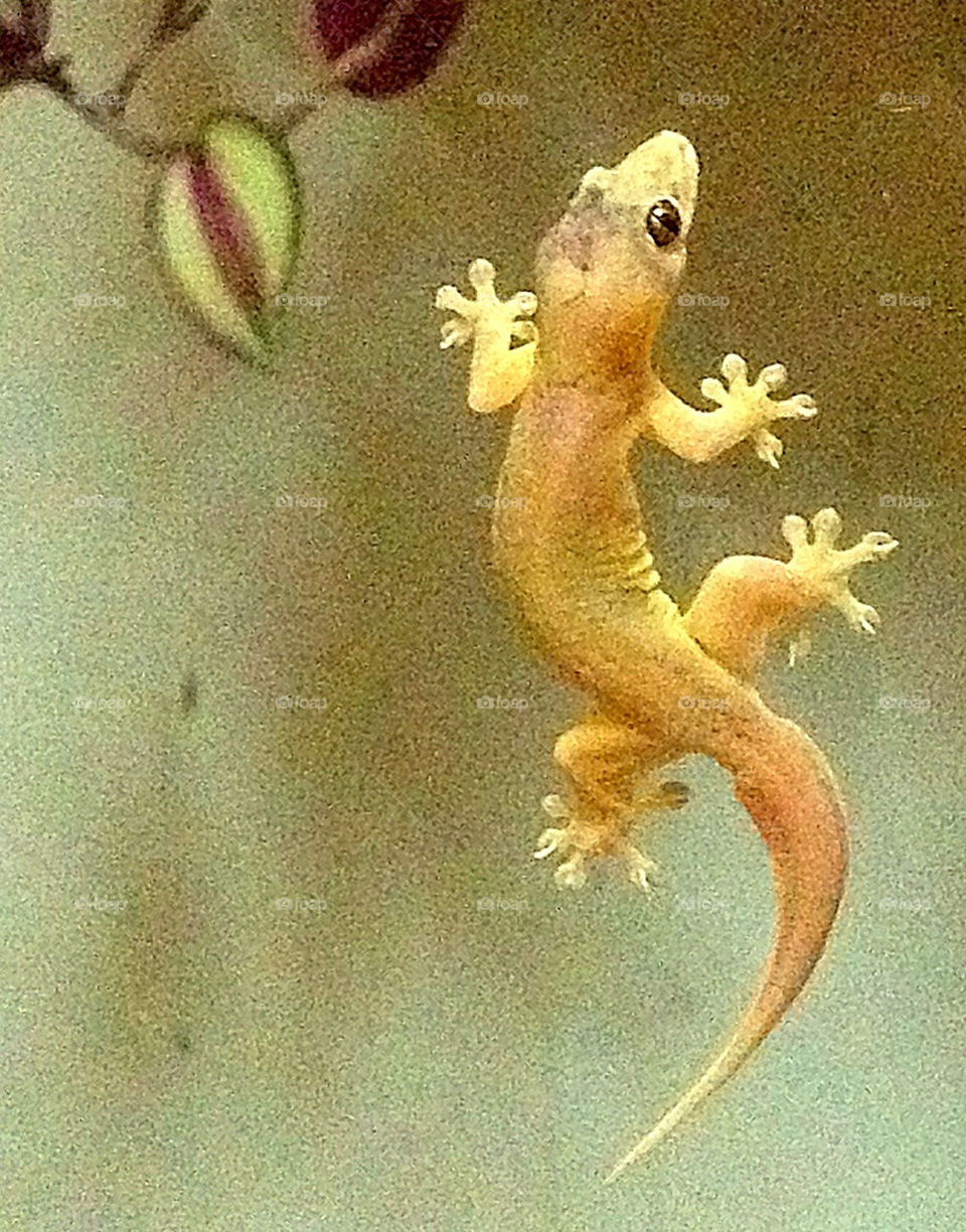 lizzard climbing sticky gecko by cathrine27