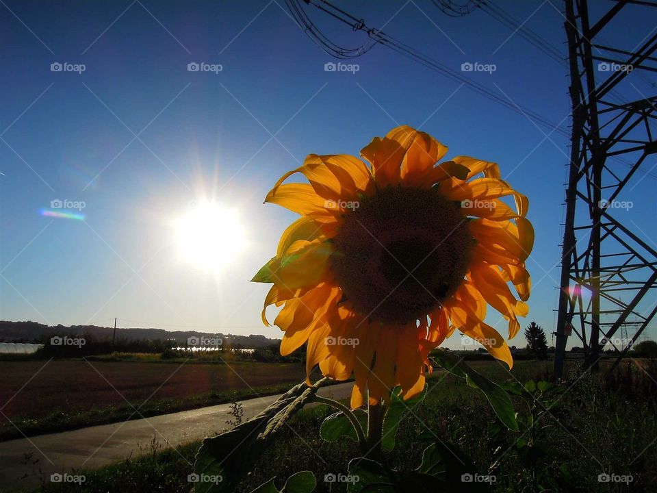 Sonne und Sonnenblume