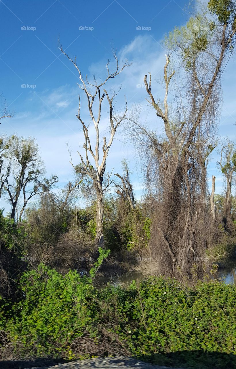 a lone tree that looks naked compared to the other trees along the sacramento river.