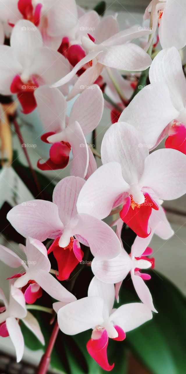 Larat orchid is one of the flowers of Indonesian identity, especially in Maluku. This plant has the scientific name Dendrobium phalaenopsis. Larat orchids have two names in common, namely Vappodes phalaenopsis and Dendrobium bigibbum. This beautiful