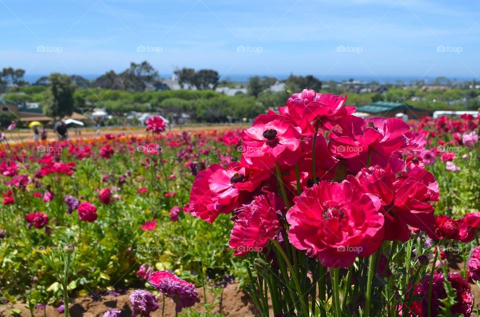 Natural bouquet, Colorful ranunculus flower fields in Carlsbad, CA