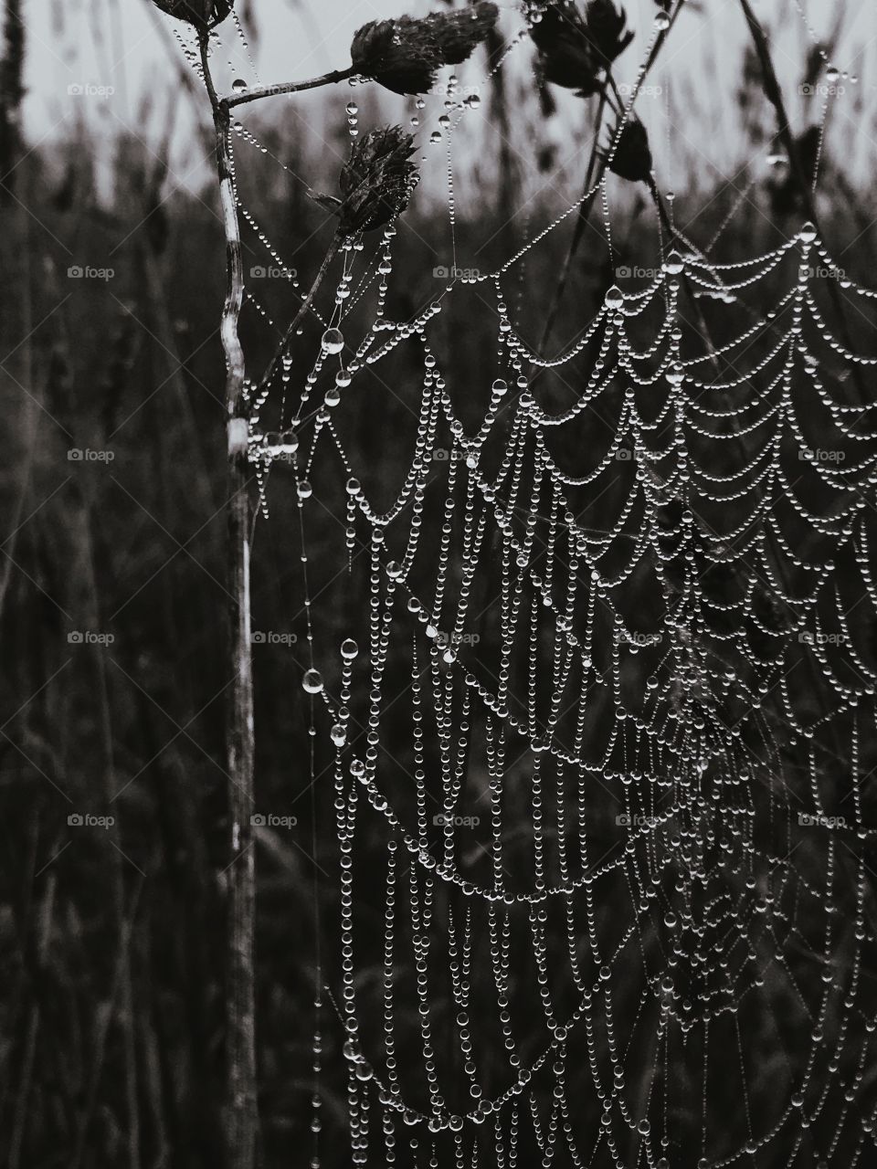 Macro of spiders web after the rain 