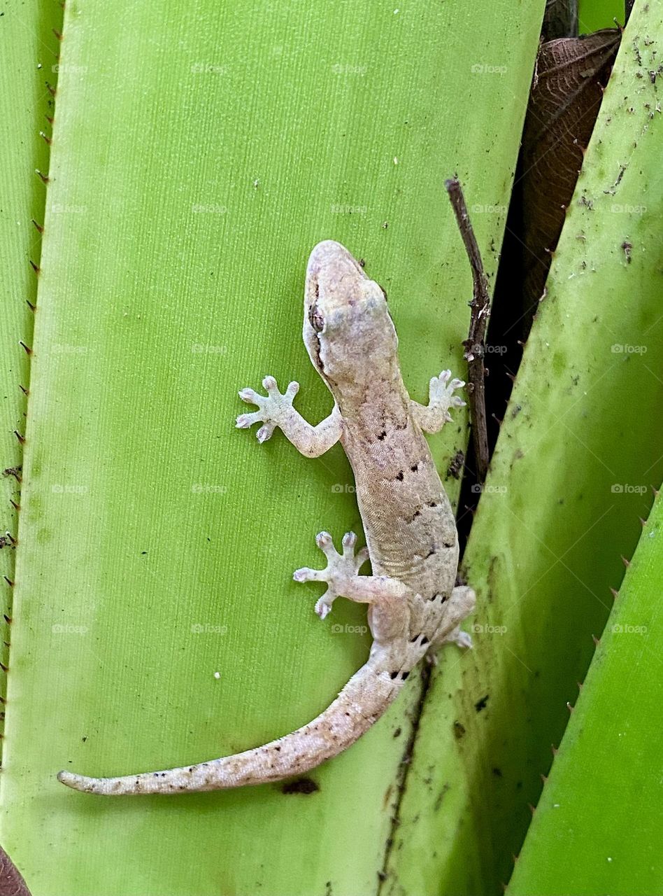 A tiny lizard on a bright green leaf