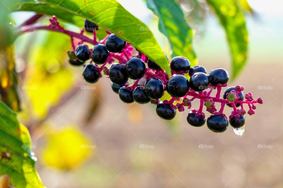 Foap, Plants of the US: American pokeweed is native to the US. Berries are poisonous to humans, but it’s common to use the leaves in salad, appropriately called poke salad. 