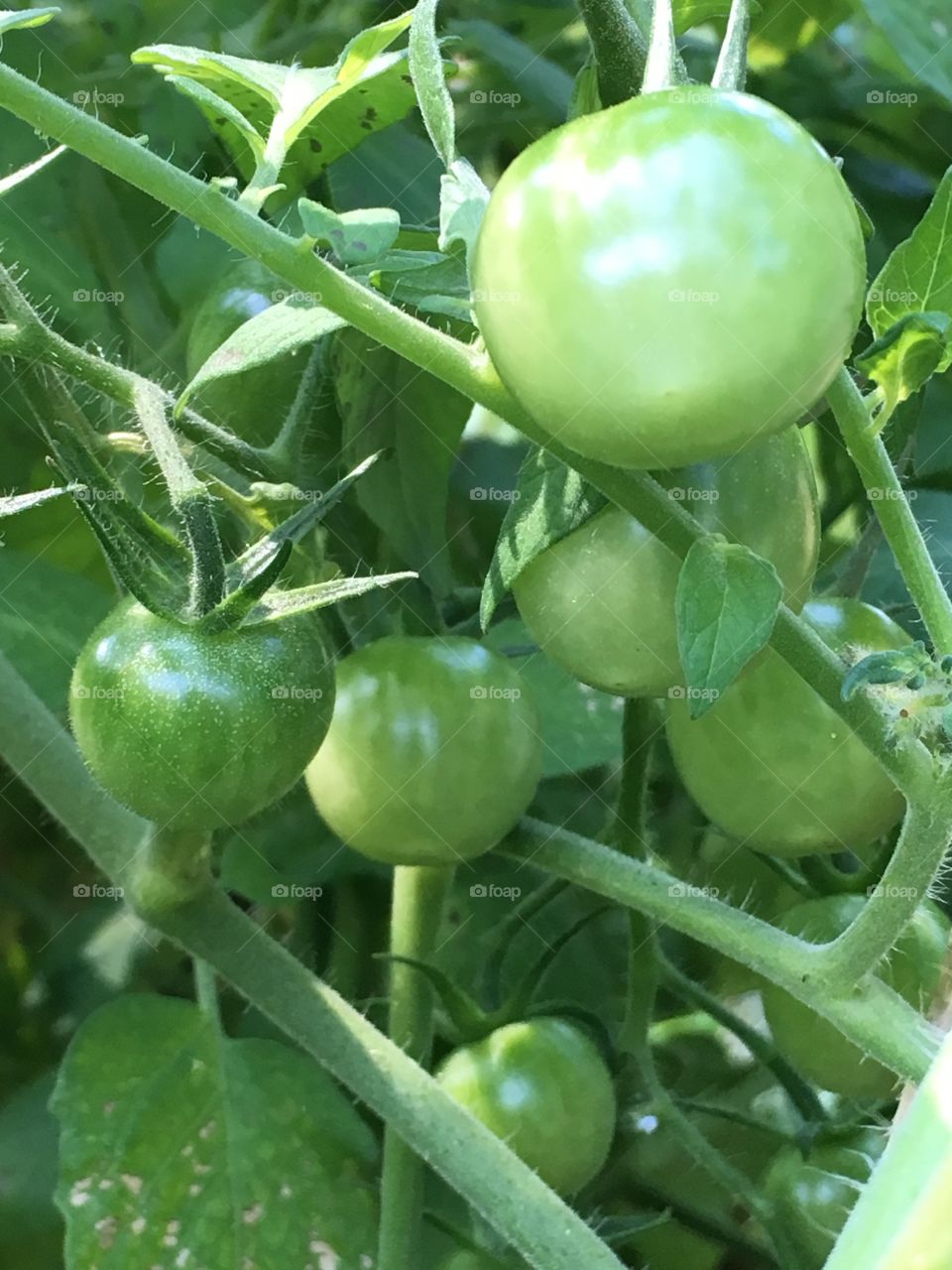Green cherry tomatoes 