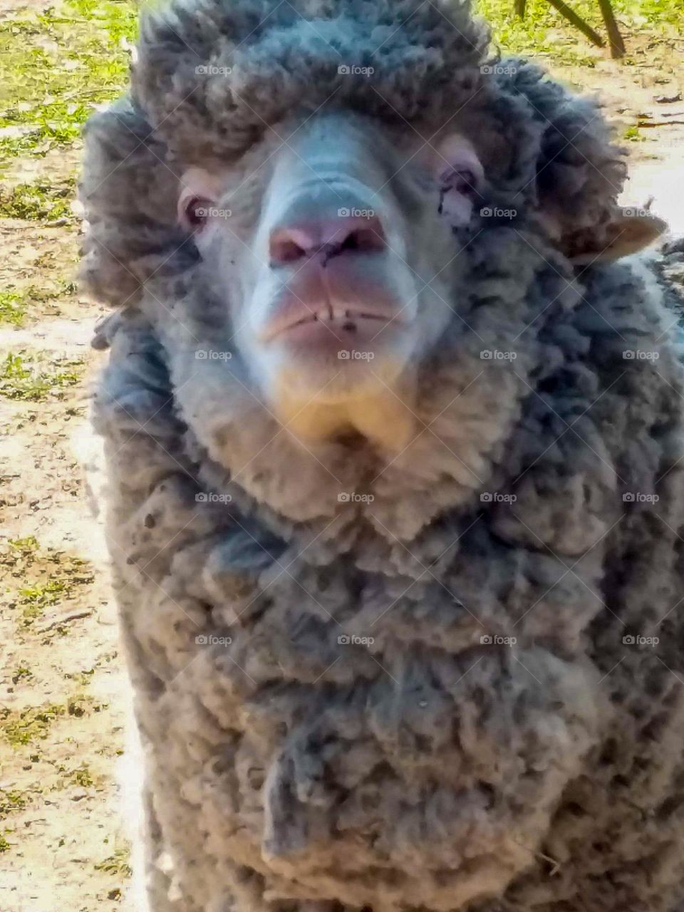merino sheep Meet Jill I had Jill for 8 years sadly has passed away she use to smile like this every morning for her slice of Vegemite toast ππ