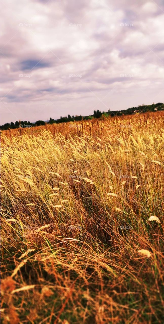 wandering across the field