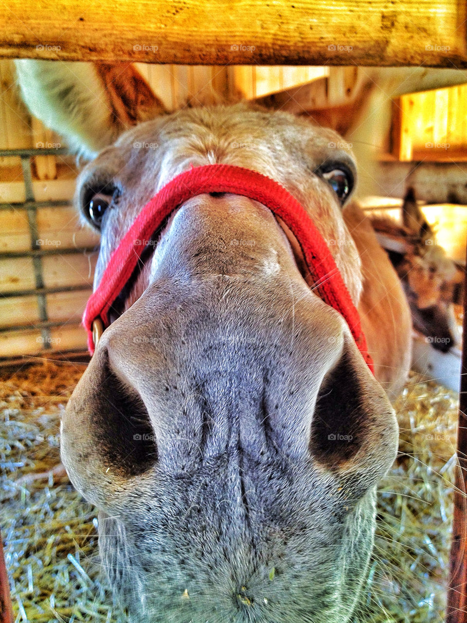 Extreme close-up of horse