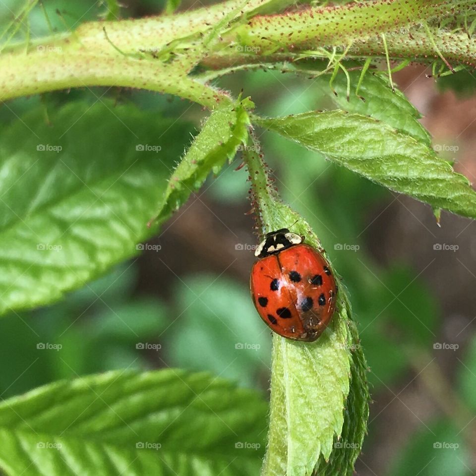 Insect,ladybug,plants,outdoors 