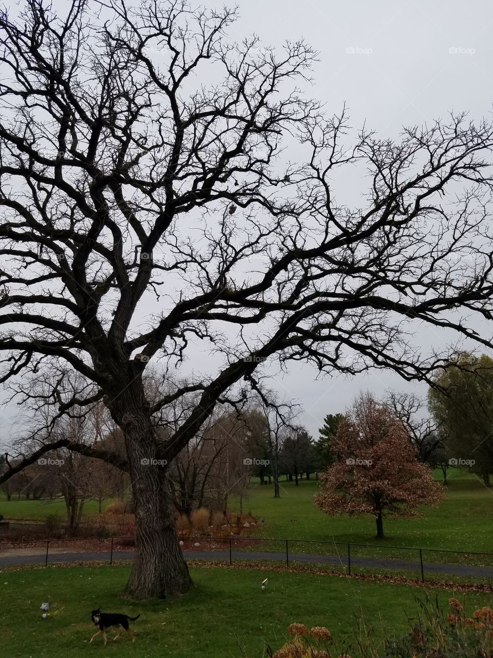 Tree, Landscape, No Person, Oak, Nature