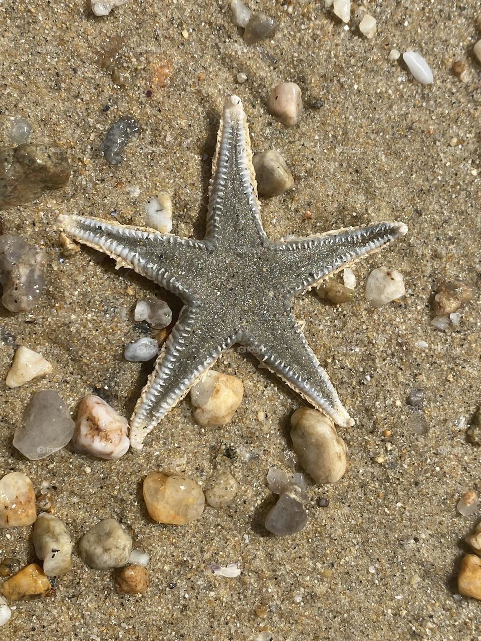 Starfish on the beach 
