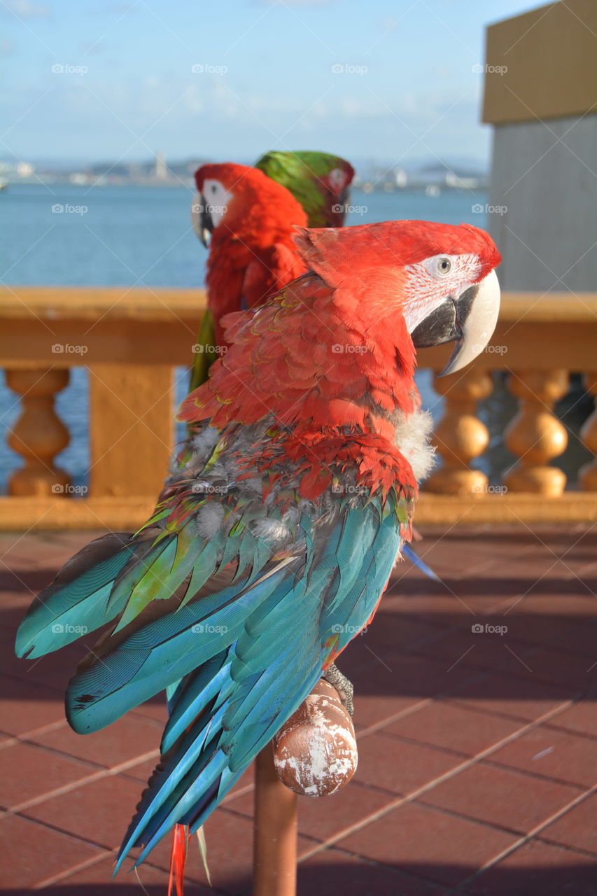 Parrot