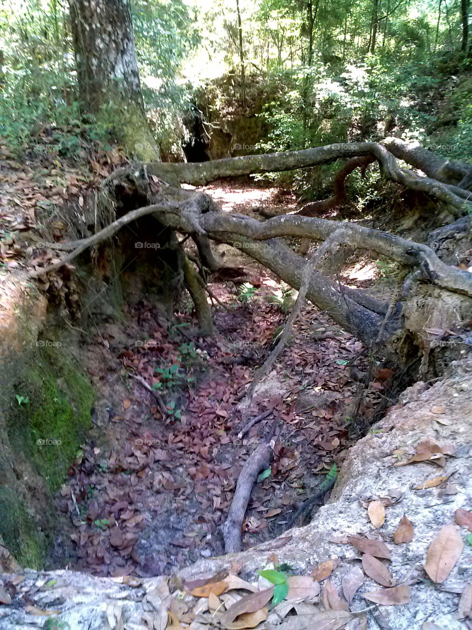 natural bridge