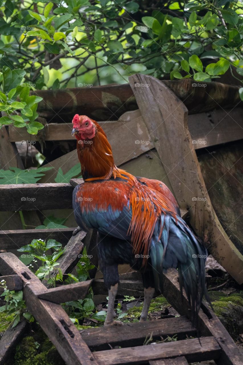 Rooster standing on weathered wood