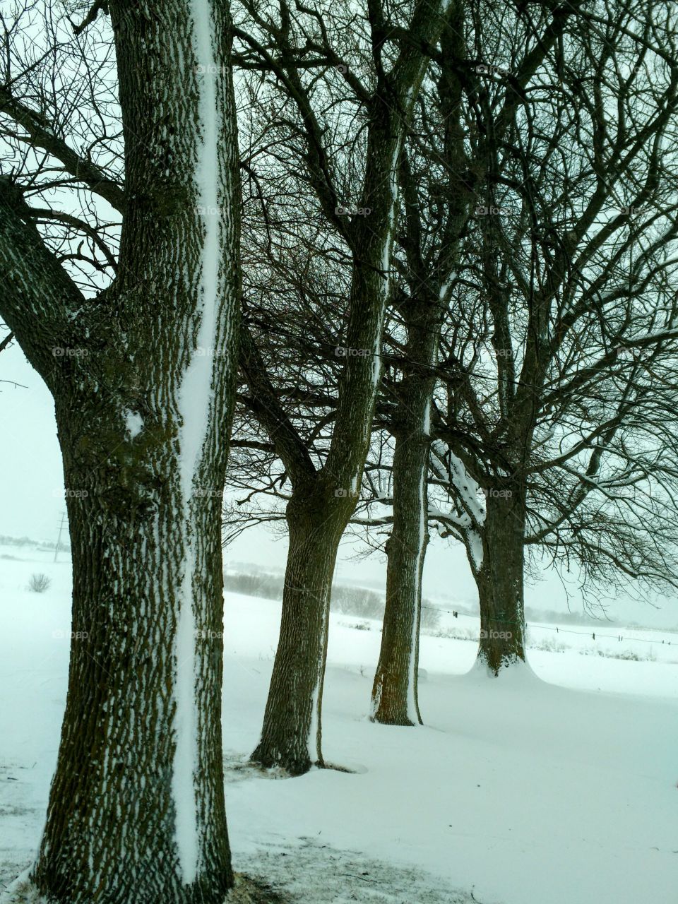 Line of Trees, Rochester, MN