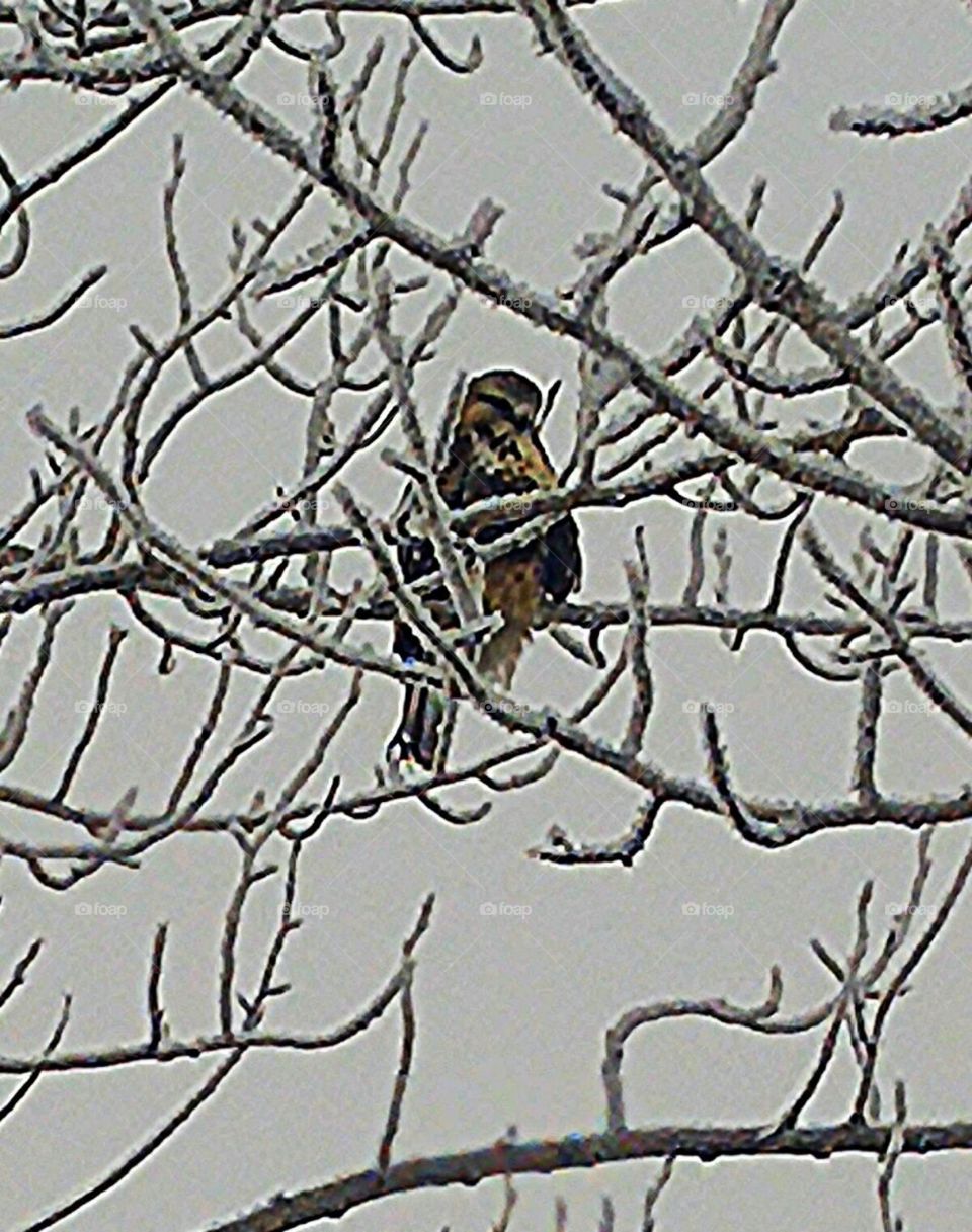 hawk in winter
