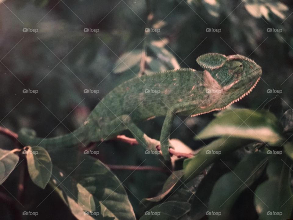 Chameleon 